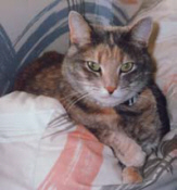 Photo of Barbara Delinsky's cat, Chelsea