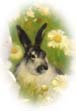 Picture of Minx the Bunny
