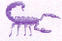Purple
Scorpion