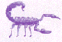 Purple
Scorpion