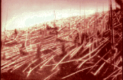 Photo of Trees Felled by Tunguska Event